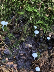 Mycena