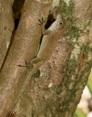 Anolis cristatellus