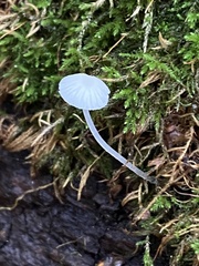 Mycena