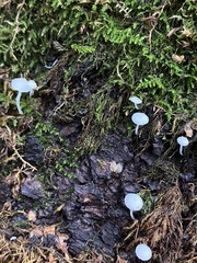 Mycena