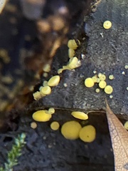 Calycina citrina