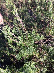 Conradina brevifolia