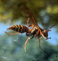 Polistes dorsalis