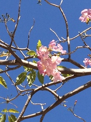 Tabebuia rosea