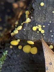 Calycina citrina
