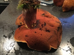 Neoboletus luridiformis