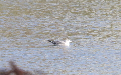 Larus californicus