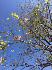 Tabebuia rosea