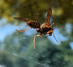 Polistes dorsalis