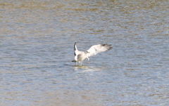 Larus californicus
