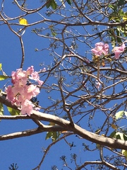 Tabebuia rosea