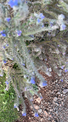 Echium