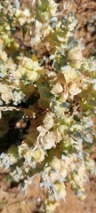 Atriplex lindleyi inflata