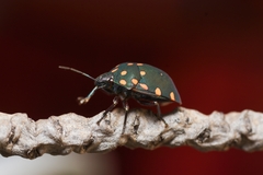 Pachycoris