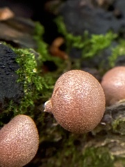 Lycogala epidendrum