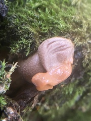 Lycogala epidendrum