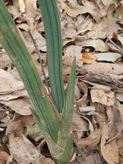 Sansevieria pearsonii