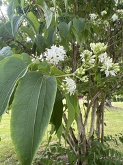 Heptacodium