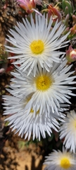 Lampranthus watermeyeri