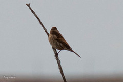 Emberiza schoeniclus