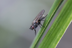 Leucophora