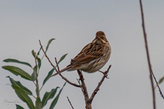 Emberiza schoeniclus