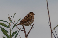 Emberiza schoeniclus
