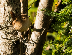 Troglodytes hiemalis