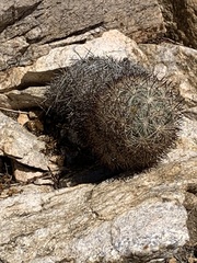 Escobaria alversonii