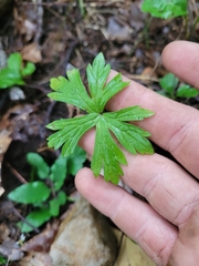 Geranium maculatum