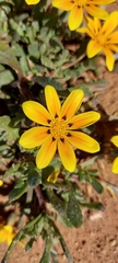 Gazania lichtensteinii