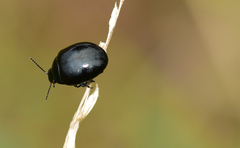 Chrysolina haemoptera