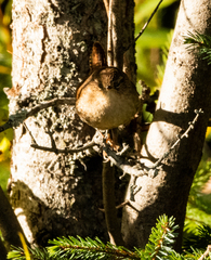 Troglodytes hiemalis