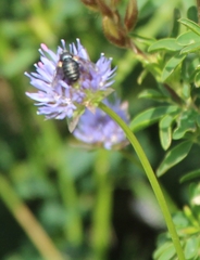 Jasione