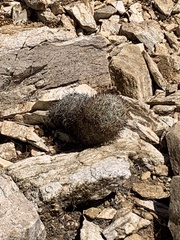 Escobaria alversonii