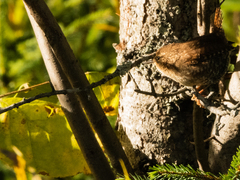Troglodytes hiemalis