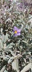 Solanum elaeagnifolium