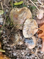 Tricholoma caligatum