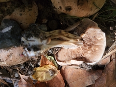 Tricholoma caligatum