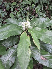 Hedychium thyrsiforme