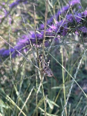 Melanoplus ponderosus