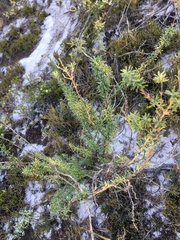 Conradina brevifolia