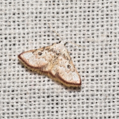 Enispa regulata