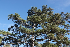 Pinus nigra