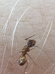 Dorymyrmex flavus
