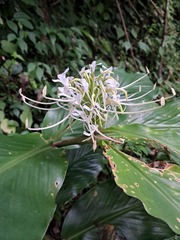 Hedychium thyrsiforme