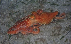 Callistoctopus ornatus