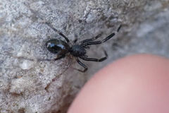 Liophrurillus flavitarsis