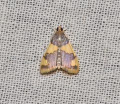 Rehimena phrynealis