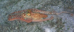 Callistoctopus ornatus